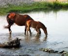 Маре и жеребенок, питьевой пресной воды из реки